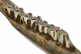 Pleistocene Aged Fossil Bison Jaw Bone - Kansas #152245-4